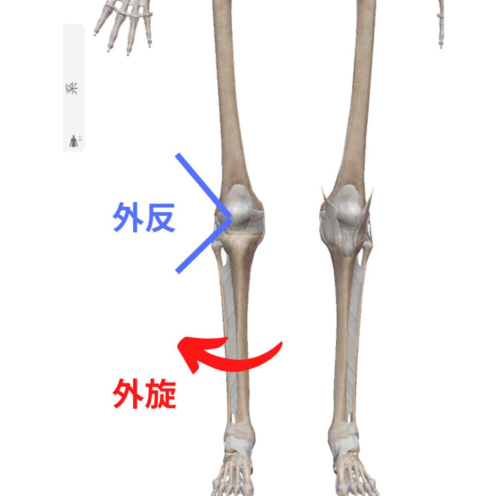 膝関節外反と外旋