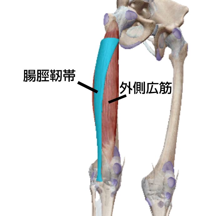 外側広筋と腸脛靭帯